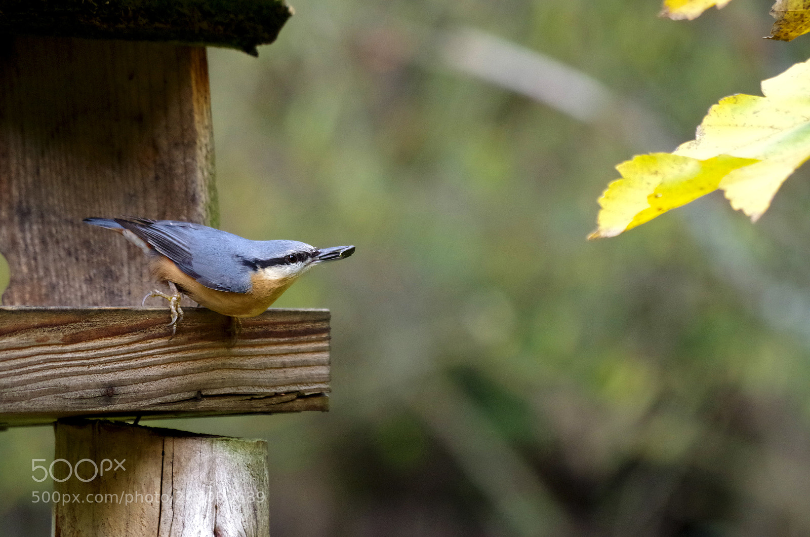 Pentax K-500 sample photo. Eurasian nuthatch with two photography
