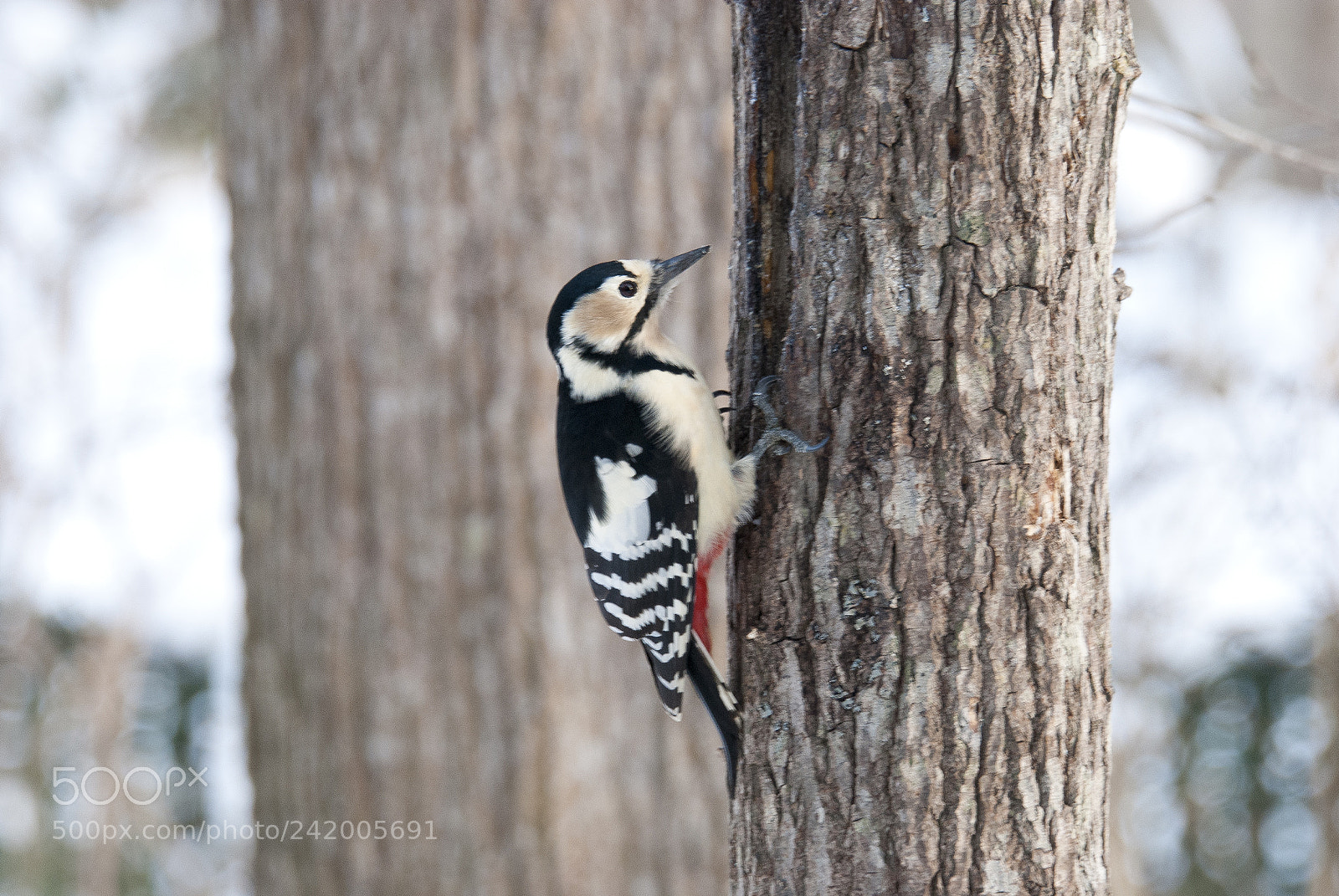 Nikon D80 sample photo. Great spotted woodpecker photography