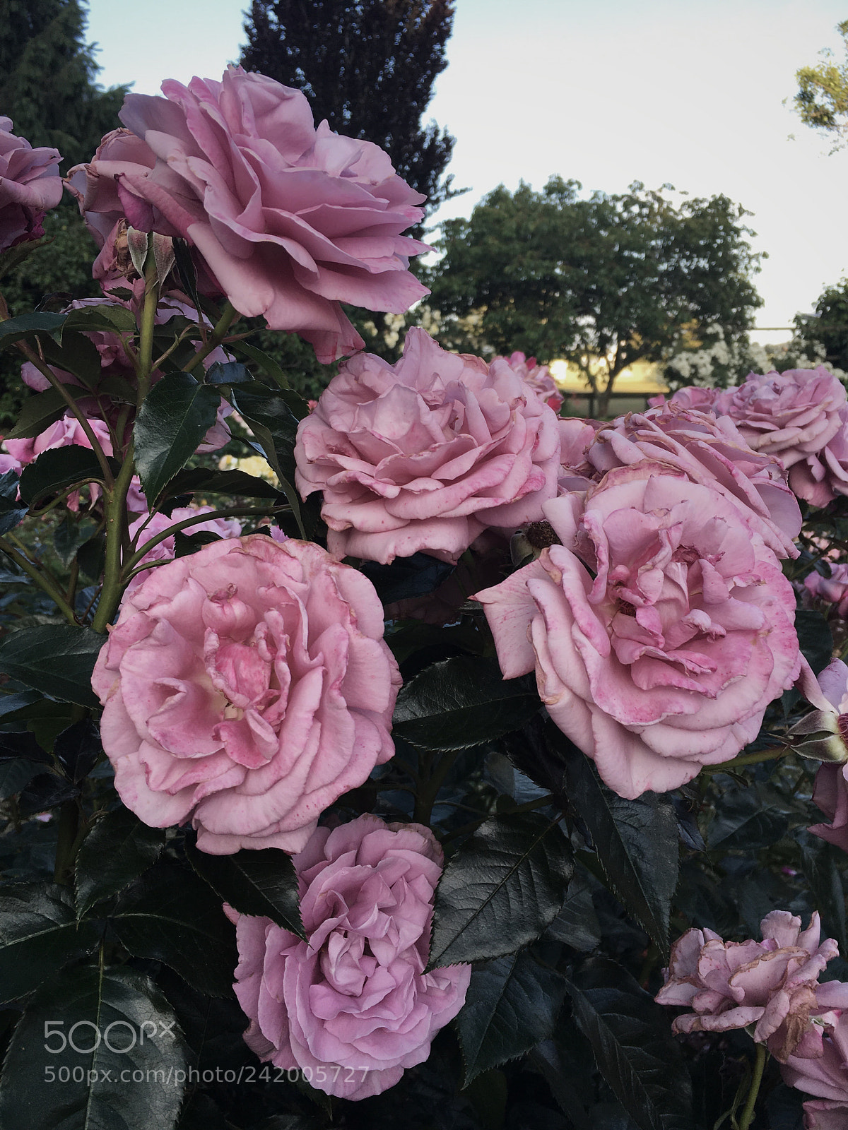 Apple iPhone 6s sample photo. Victoria esplanade photography