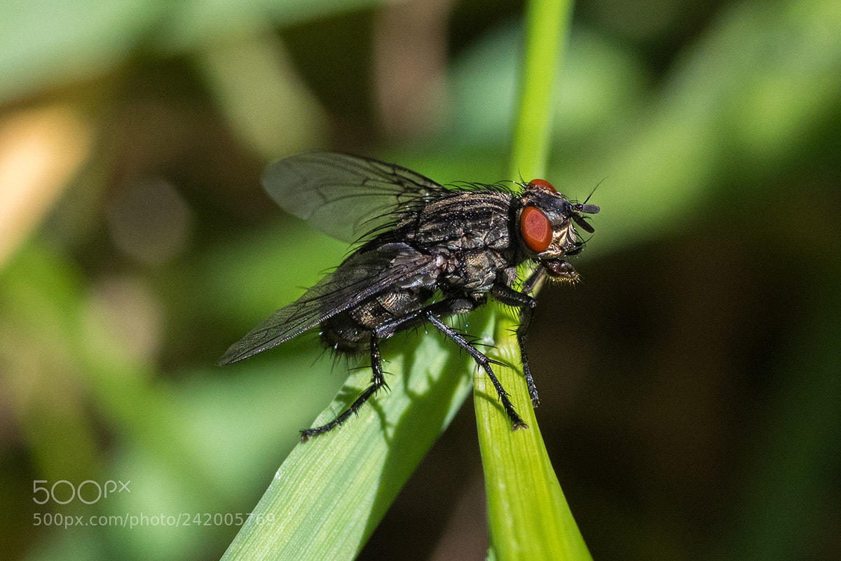 Nikon D810 sample photo. Pr t au d photography