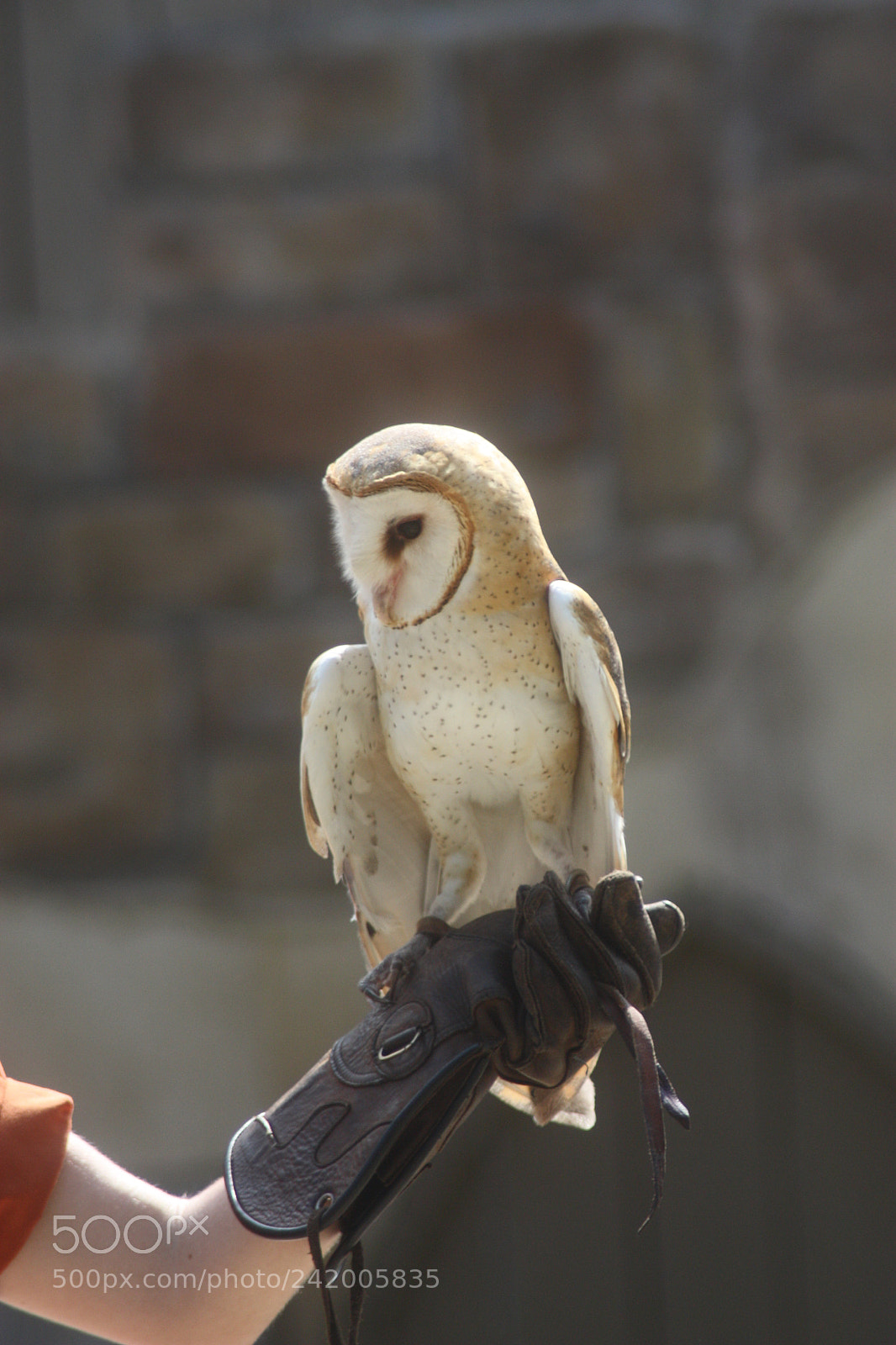 Canon EOS 450D (EOS Rebel XSi / EOS Kiss X2) sample photo. Barn owl photography