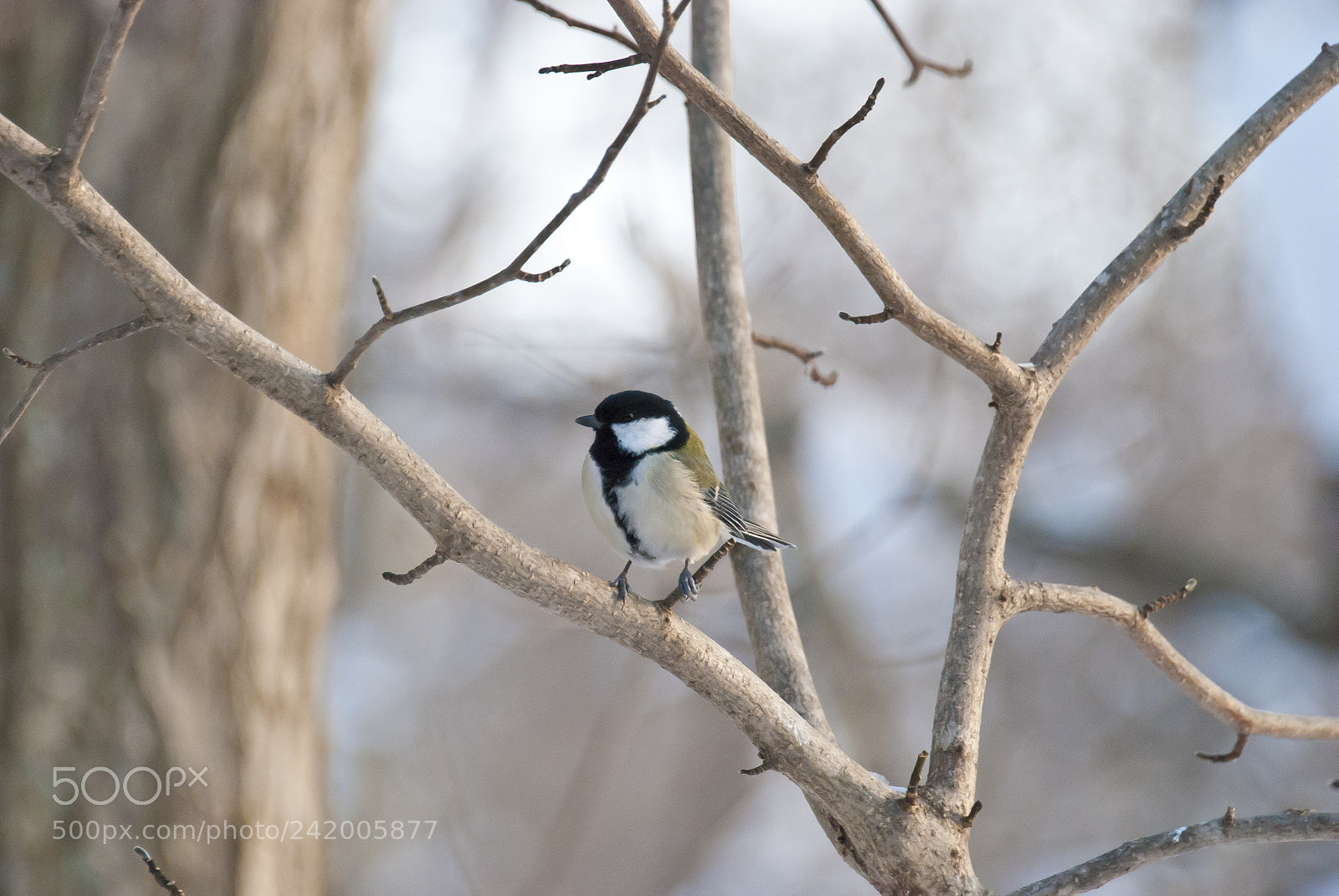 Nikon D80 sample photo. Great tit photography