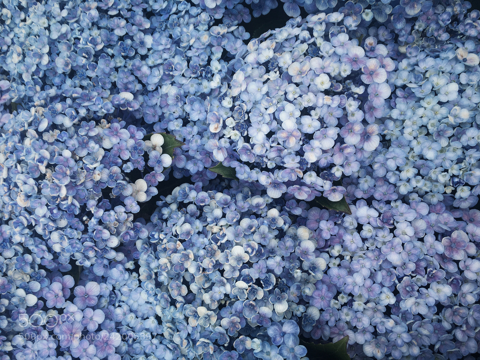 Apple iPhone 6s sample photo. Blue hydrangeas  photography