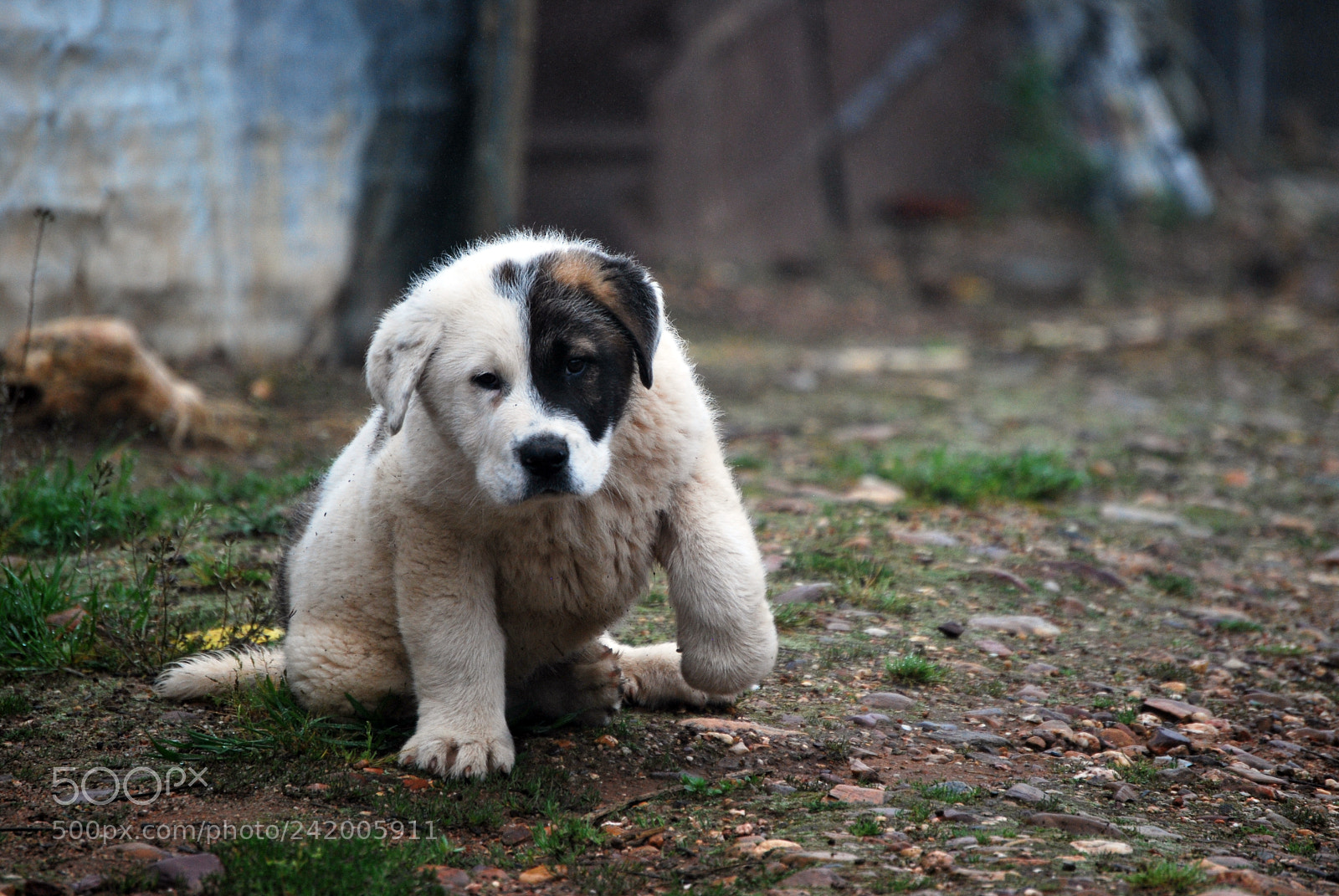 Nikon D60 sample photo. Puppy photography