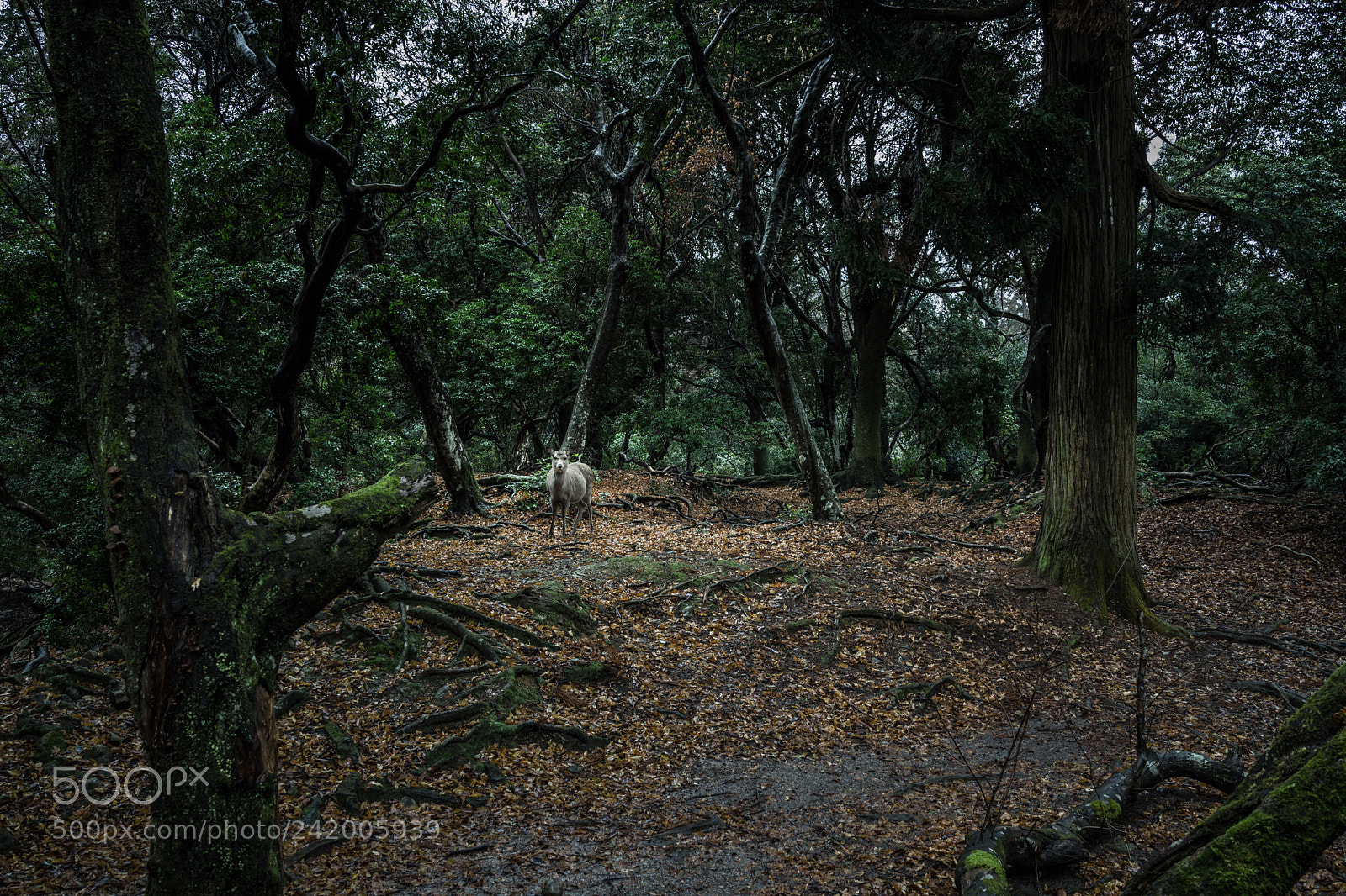 Sony Cyber-shot DSC-RX1R sample photo. Encounter photography