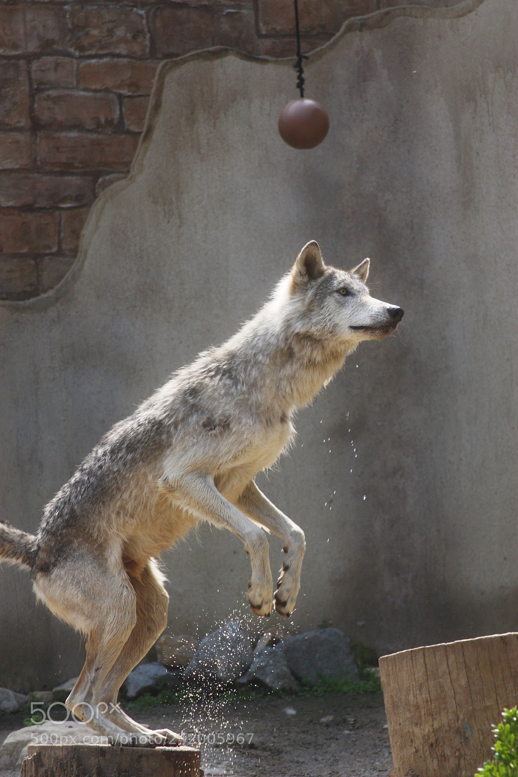 Canon EOS 450D (EOS Rebel XSi / EOS Kiss X2) sample photo. Grey wolf jumping photography