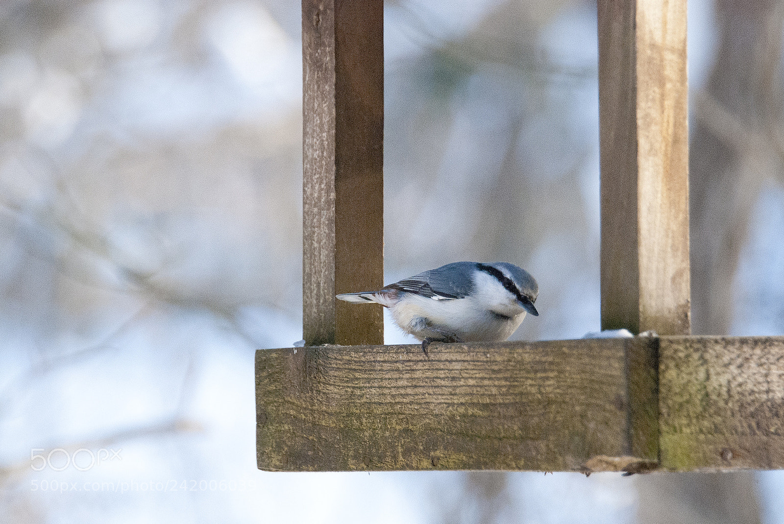 Nikon D80 sample photo. Nuthatch photography