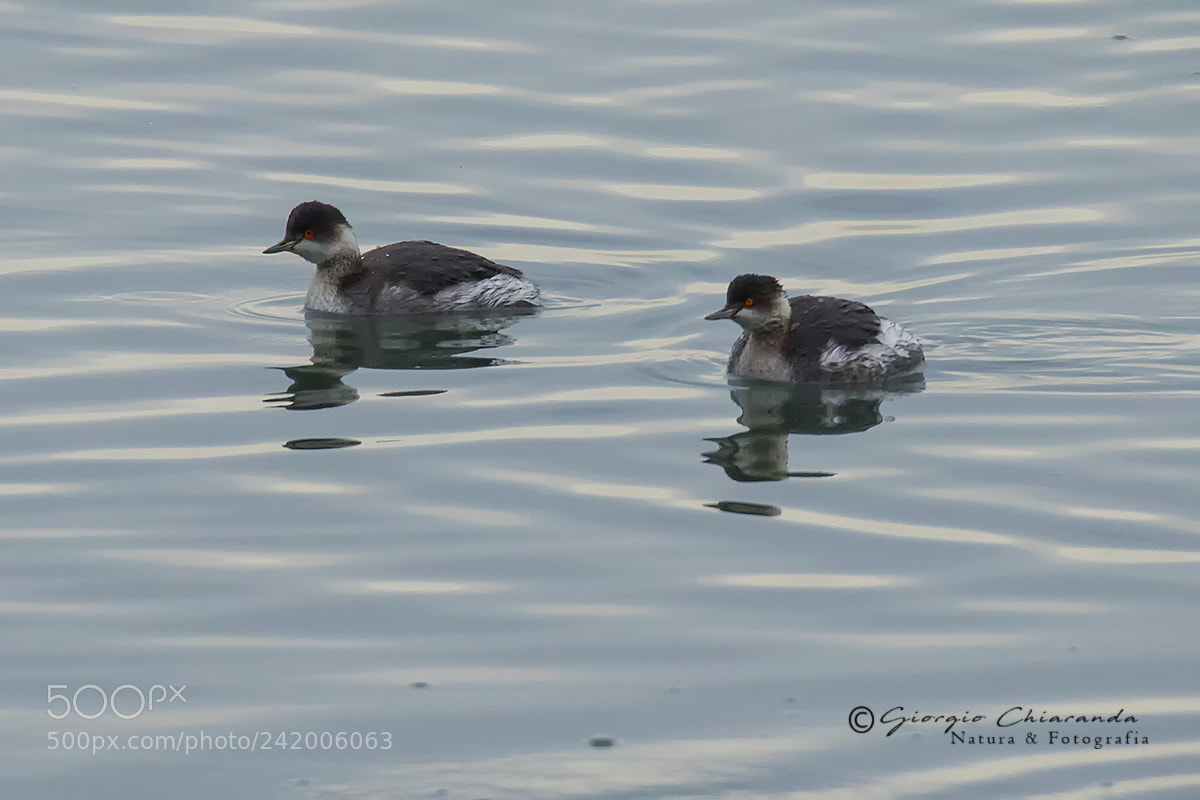 Canon EOS 7D Mark II sample photo. Svassi piccoli photography