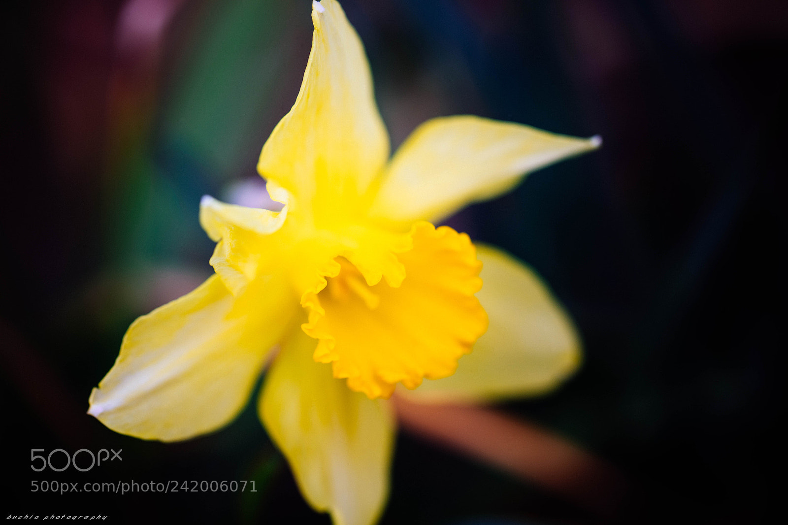 Canon EOS 5DS R sample photo. Narcissus photography