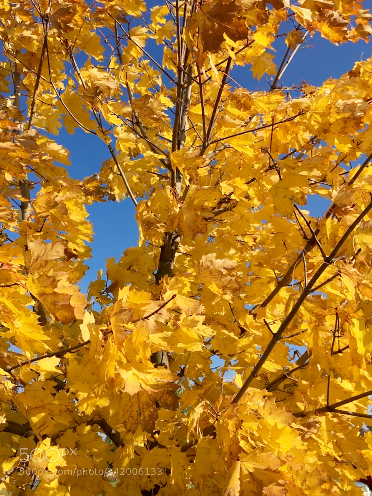 Apple iPhone 6s sample photo. Real gold photography