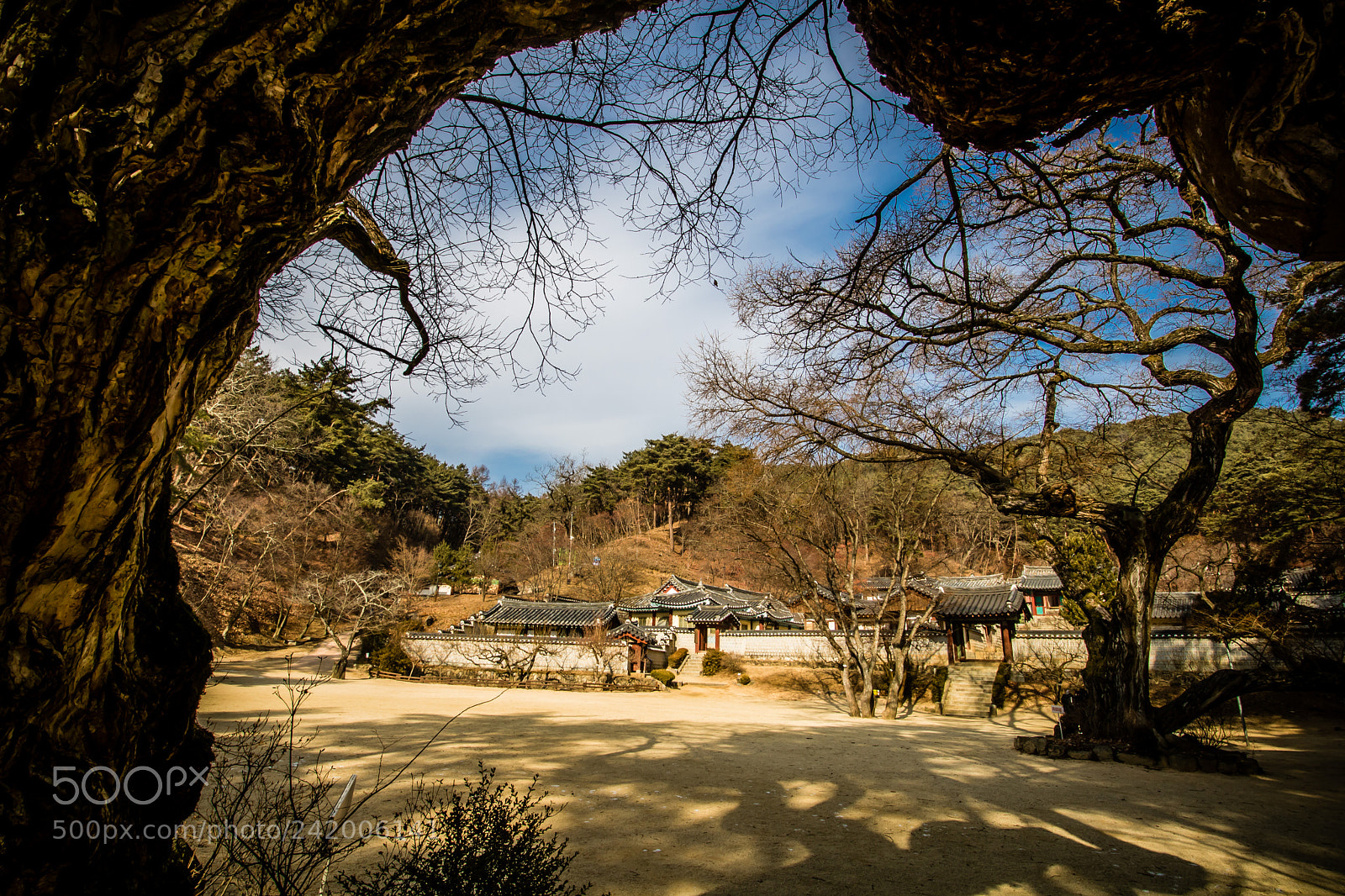 Canon EOS 750D (EOS Rebel T6i / EOS Kiss X8i) sample photo. Old tree, dosan confucian photography