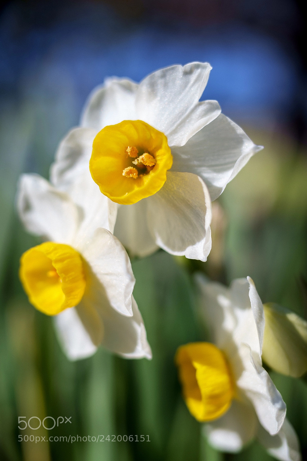 Fujifilm X-Pro1 sample photo. Go to the full photography