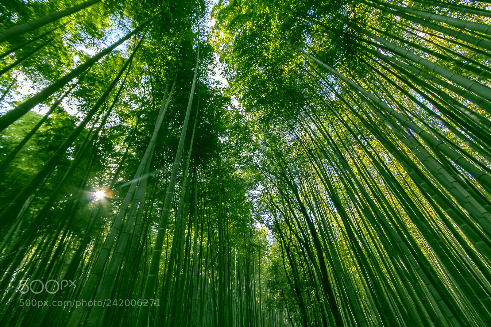 Canon EOS 7D sample photo. Bamboo forest of arashiyama photography