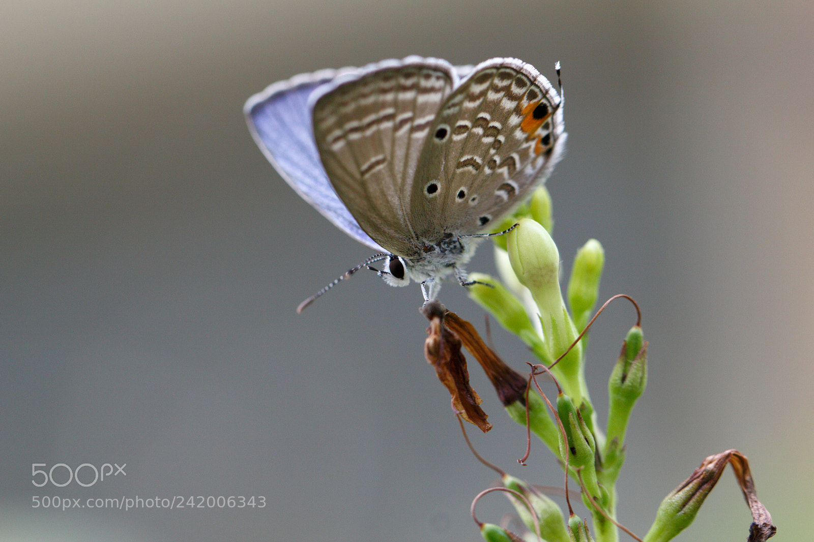 Canon EOS 550D (EOS Rebel T2i / EOS Kiss X4) sample photo. Butterfly macro photography