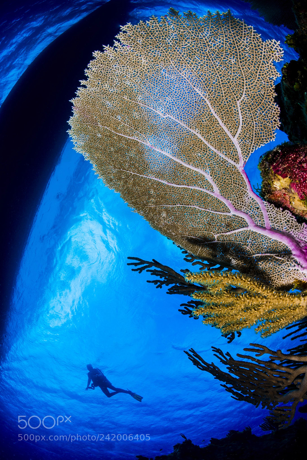 Nikon D800 sample photo. Scuba diver photography