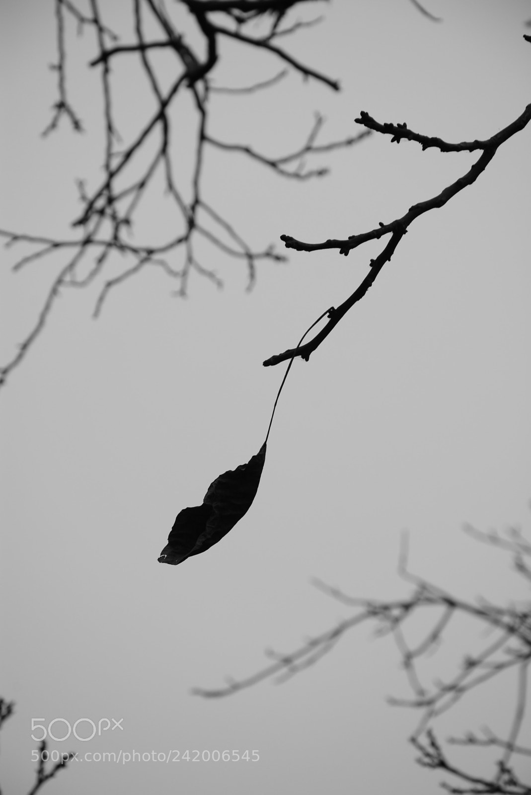 Nikon D7100 sample photo. Winter c photography