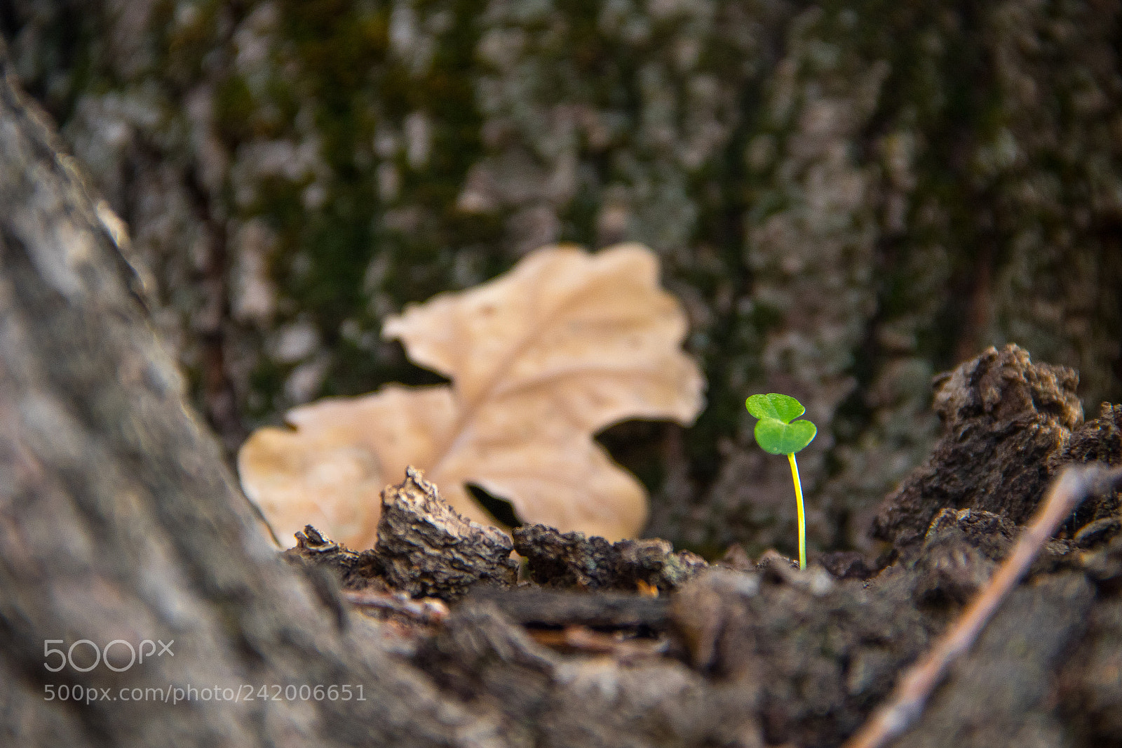 Canon EOS 7D Mark II sample photo. Life in woods photography