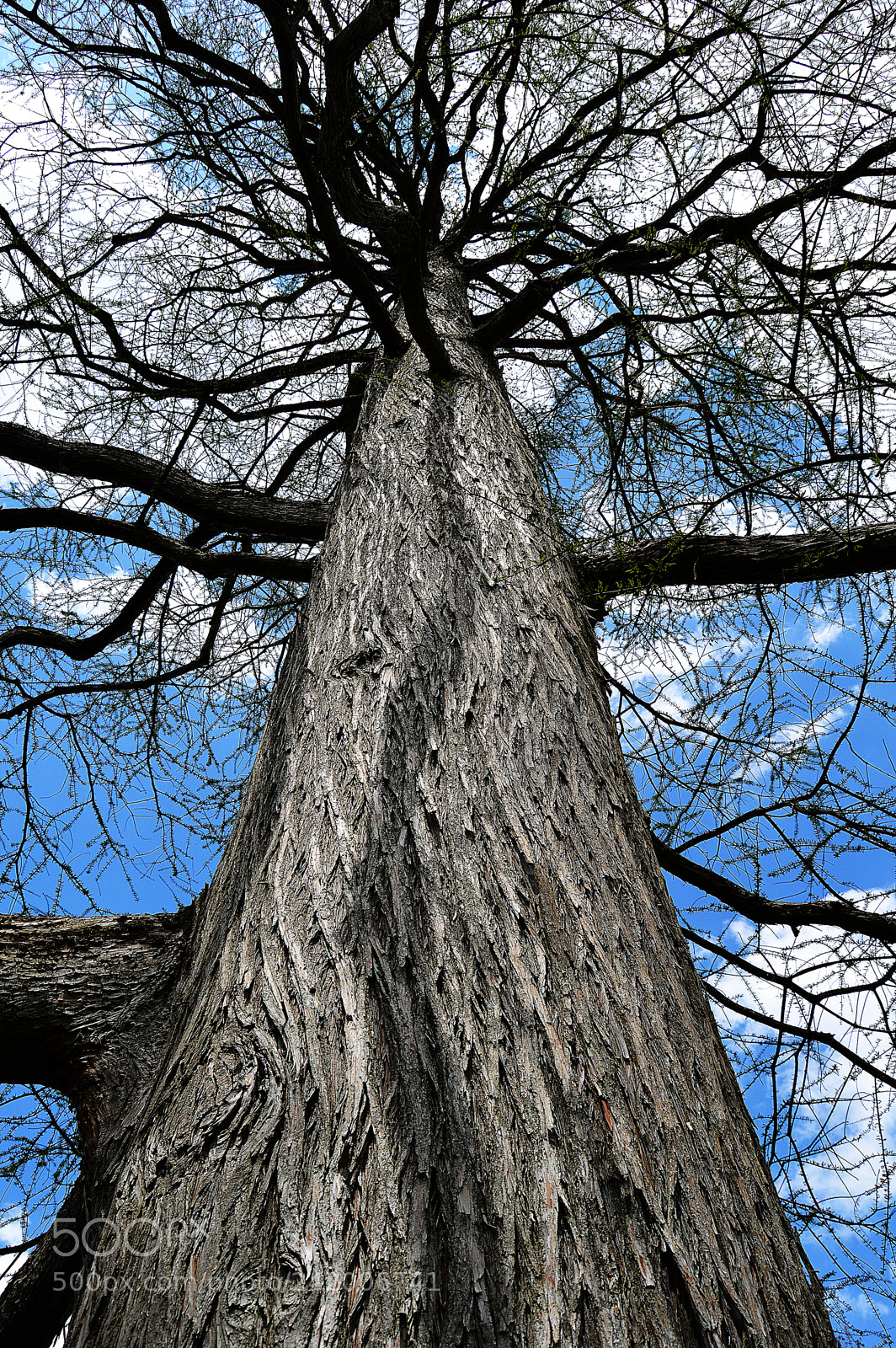 Nikon D3200 sample photo. Old tree photography