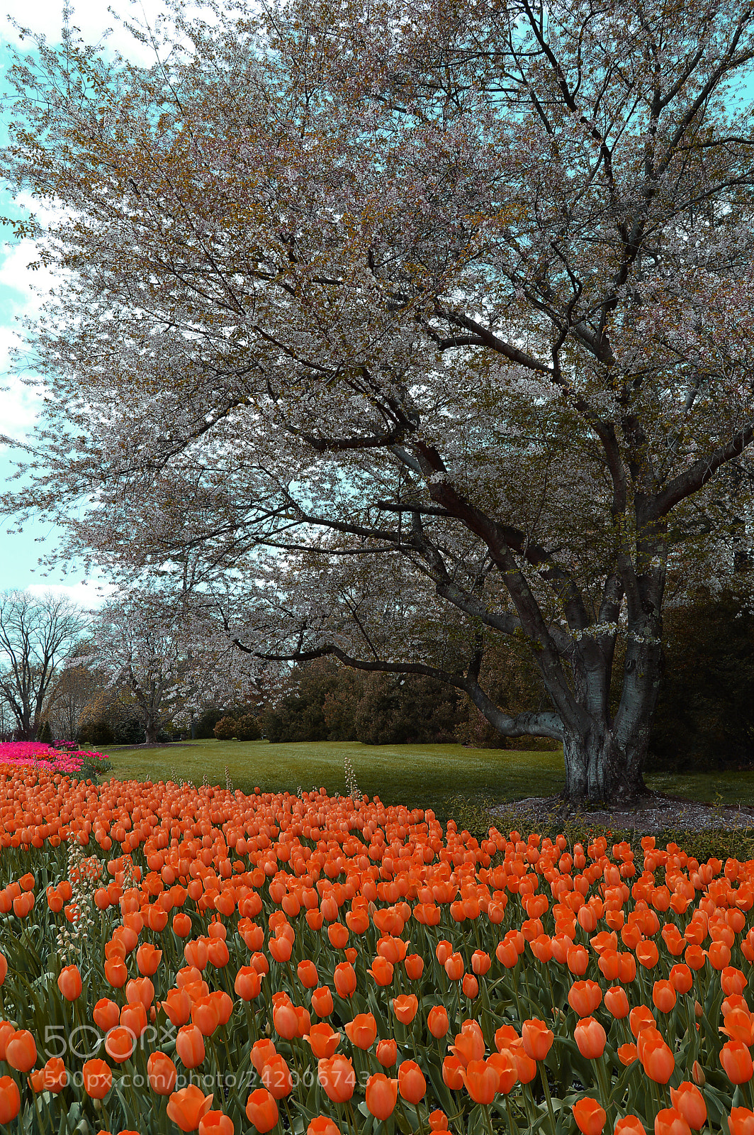 Nikon D3200 sample photo. Tulip path photography