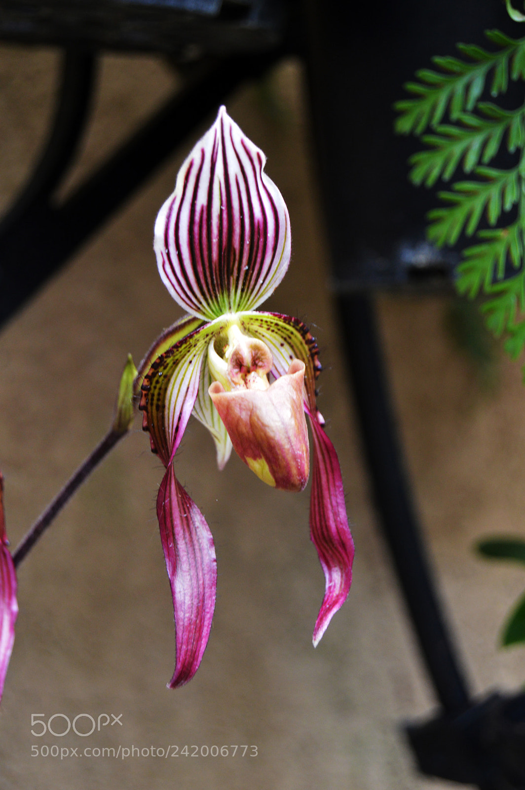 Nikon D3200 sample photo. Orchid photography