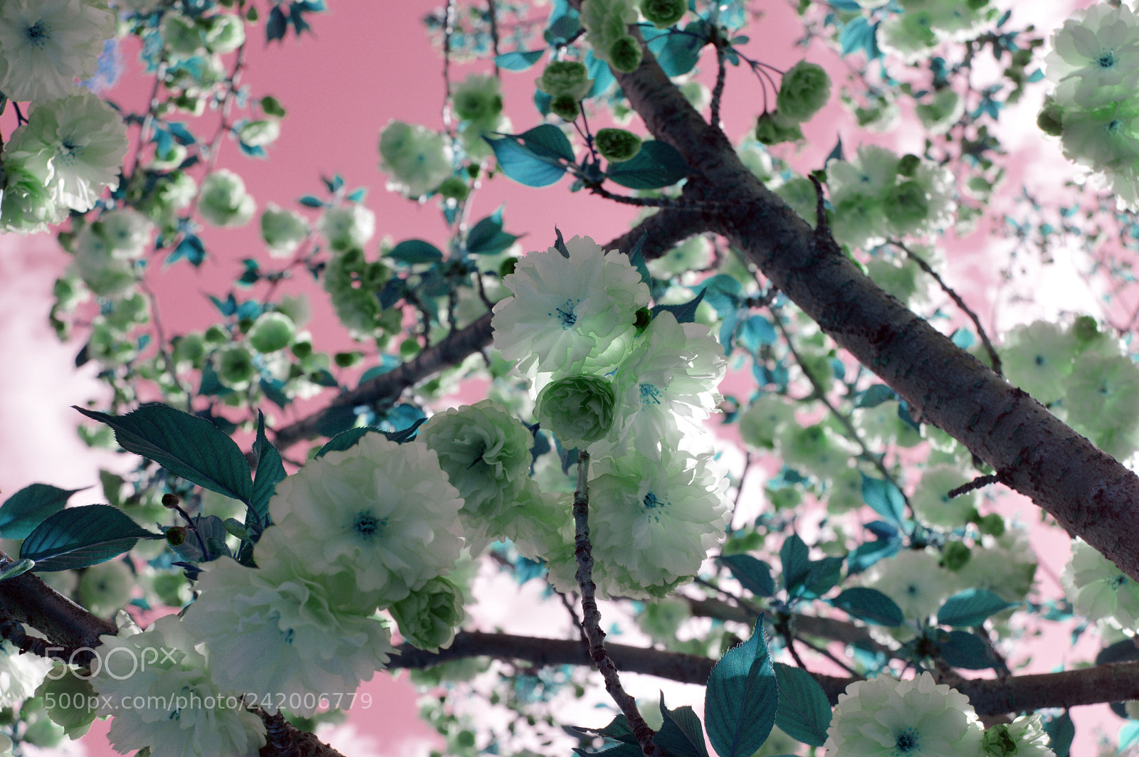 Nikon D3200 sample photo. Inverted tree blossoms photography