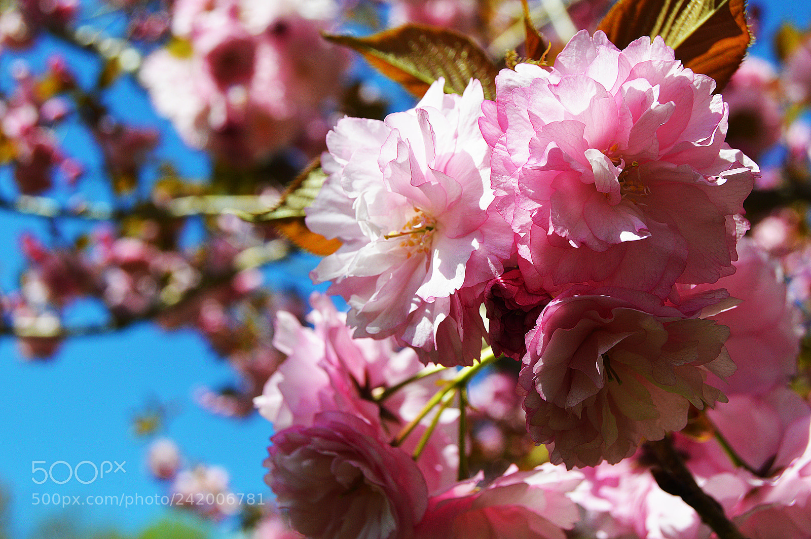 Nikon D3200 sample photo. Dsc photography