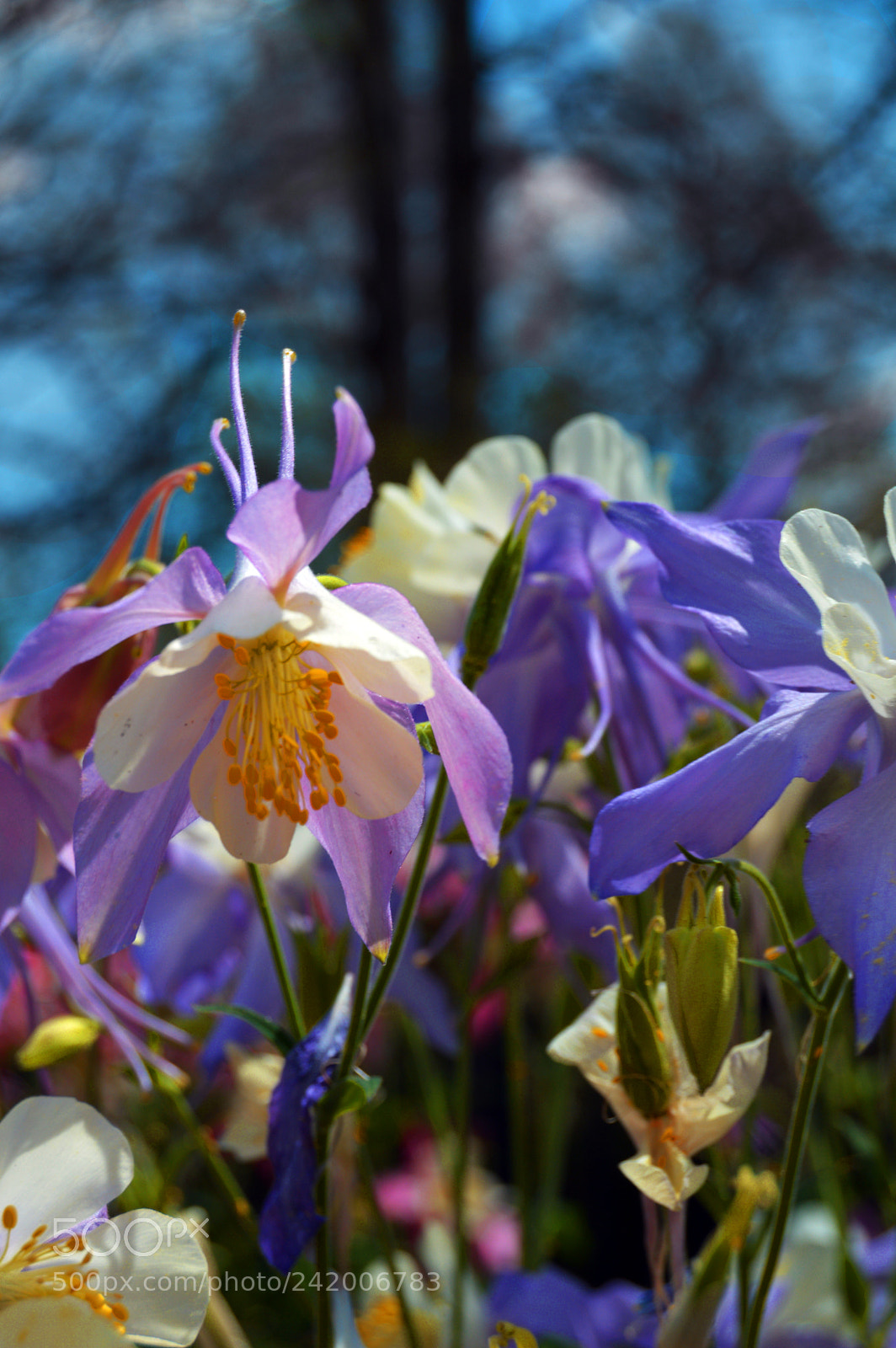 Nikon D3200 sample photo. Purple flowers photography