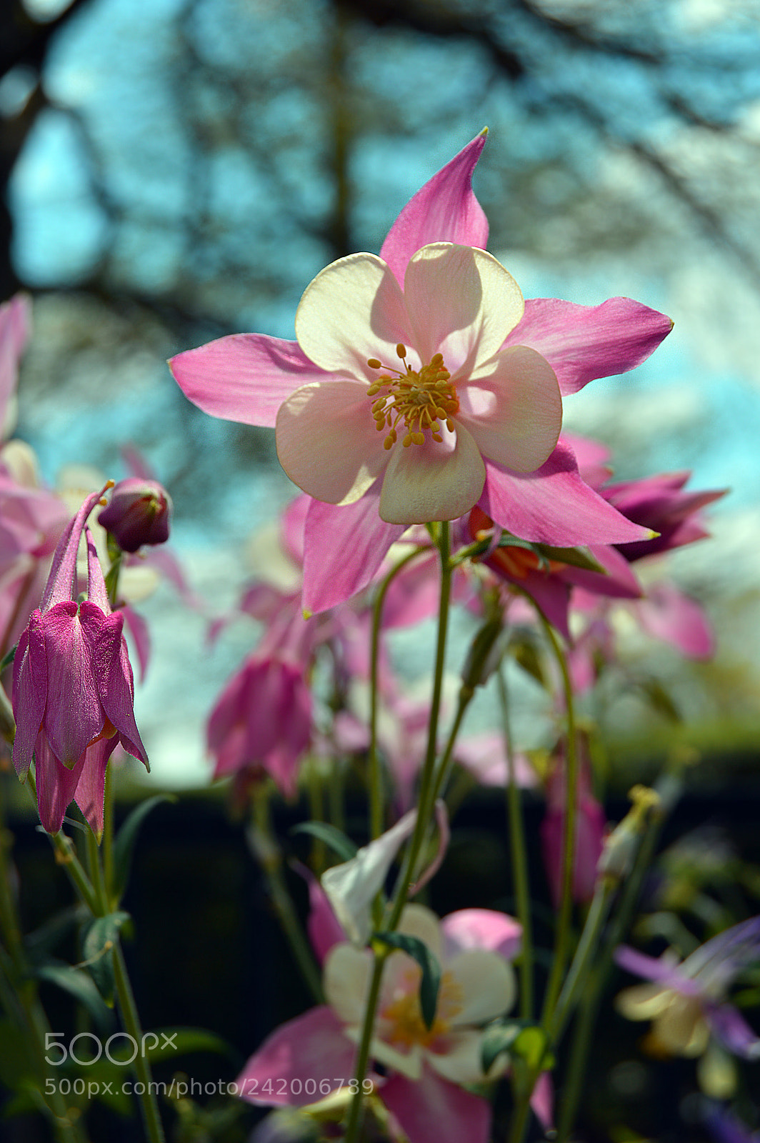 Nikon D3200 sample photo. Pink and white flower 1 photography