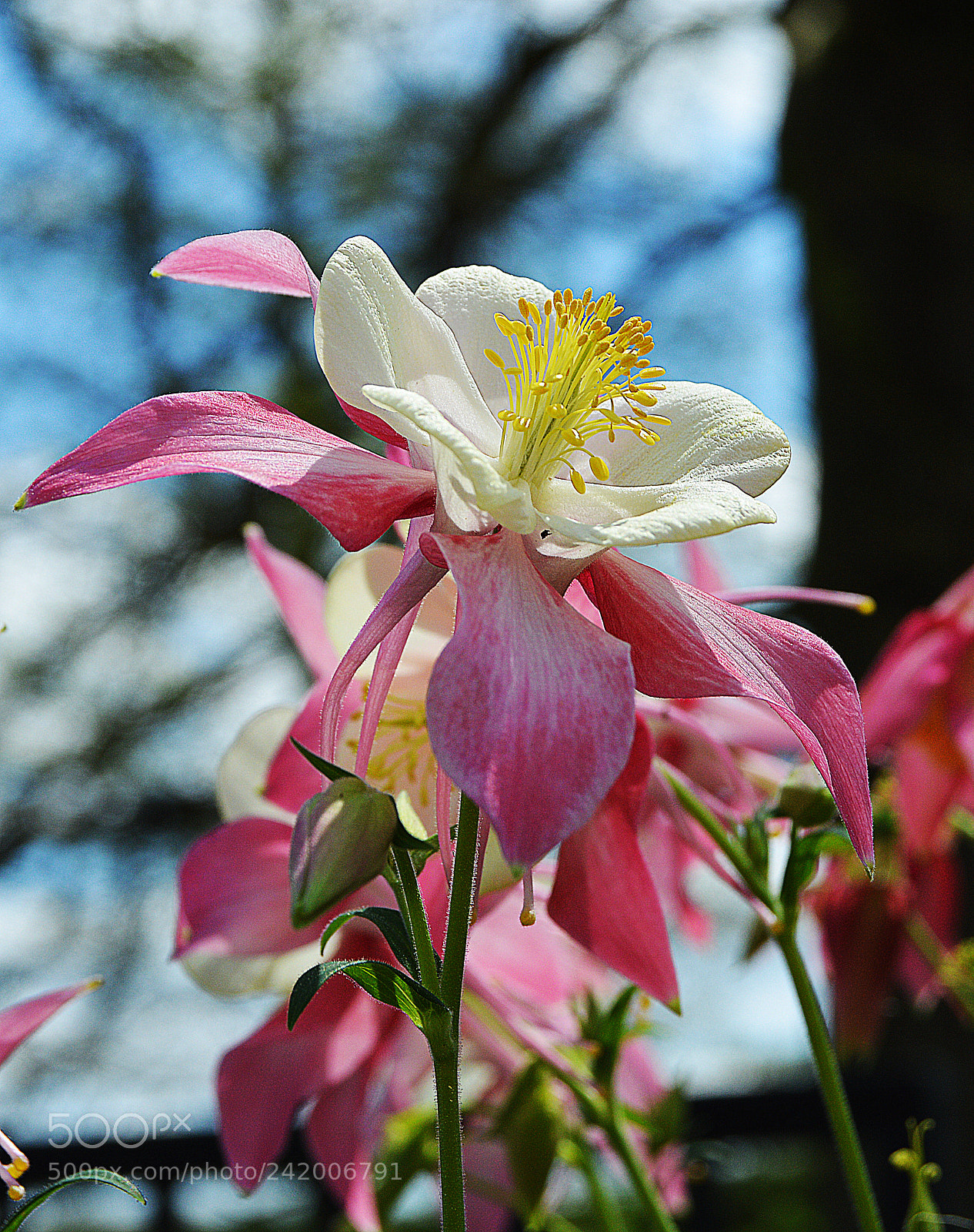 Nikon D3200 sample photo. Pink and white flower 2 photography