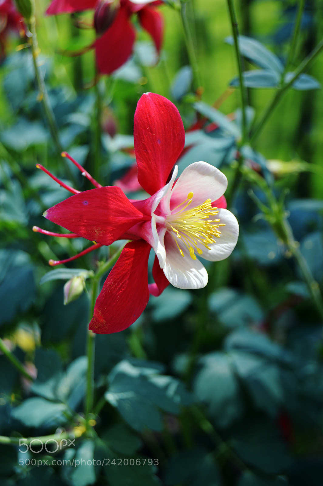 Nikon D3200 sample photo. Red and white flower photography