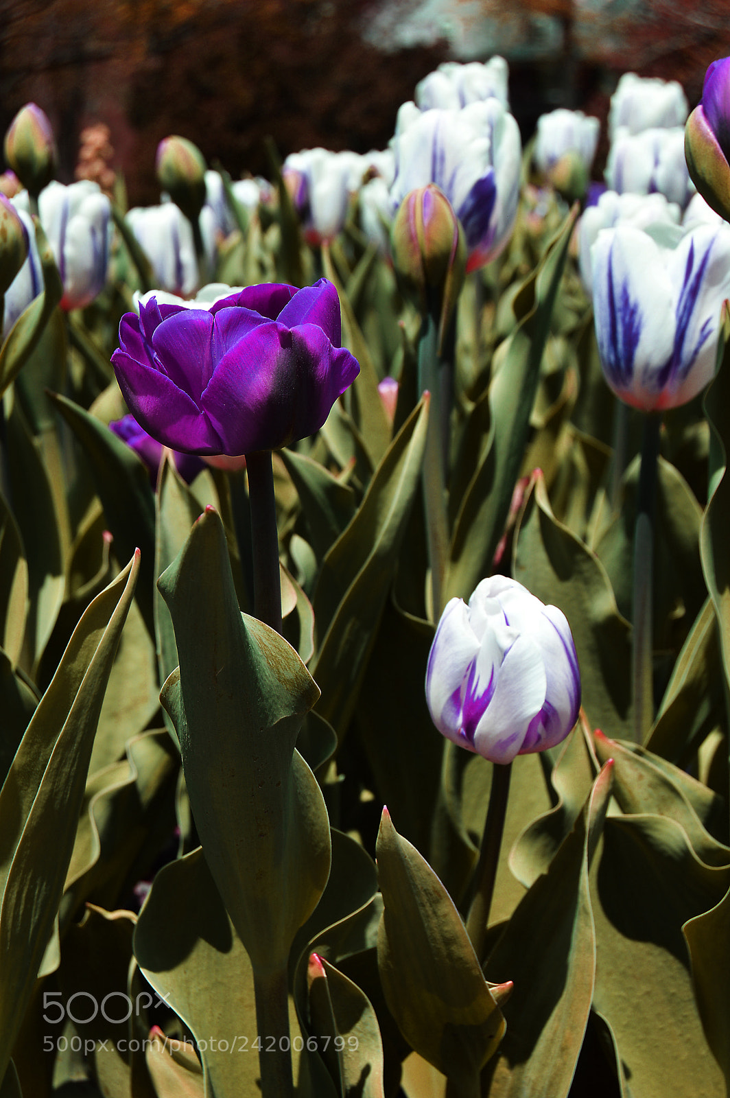 Nikon D3200 sample photo. Purple and white tulips photography