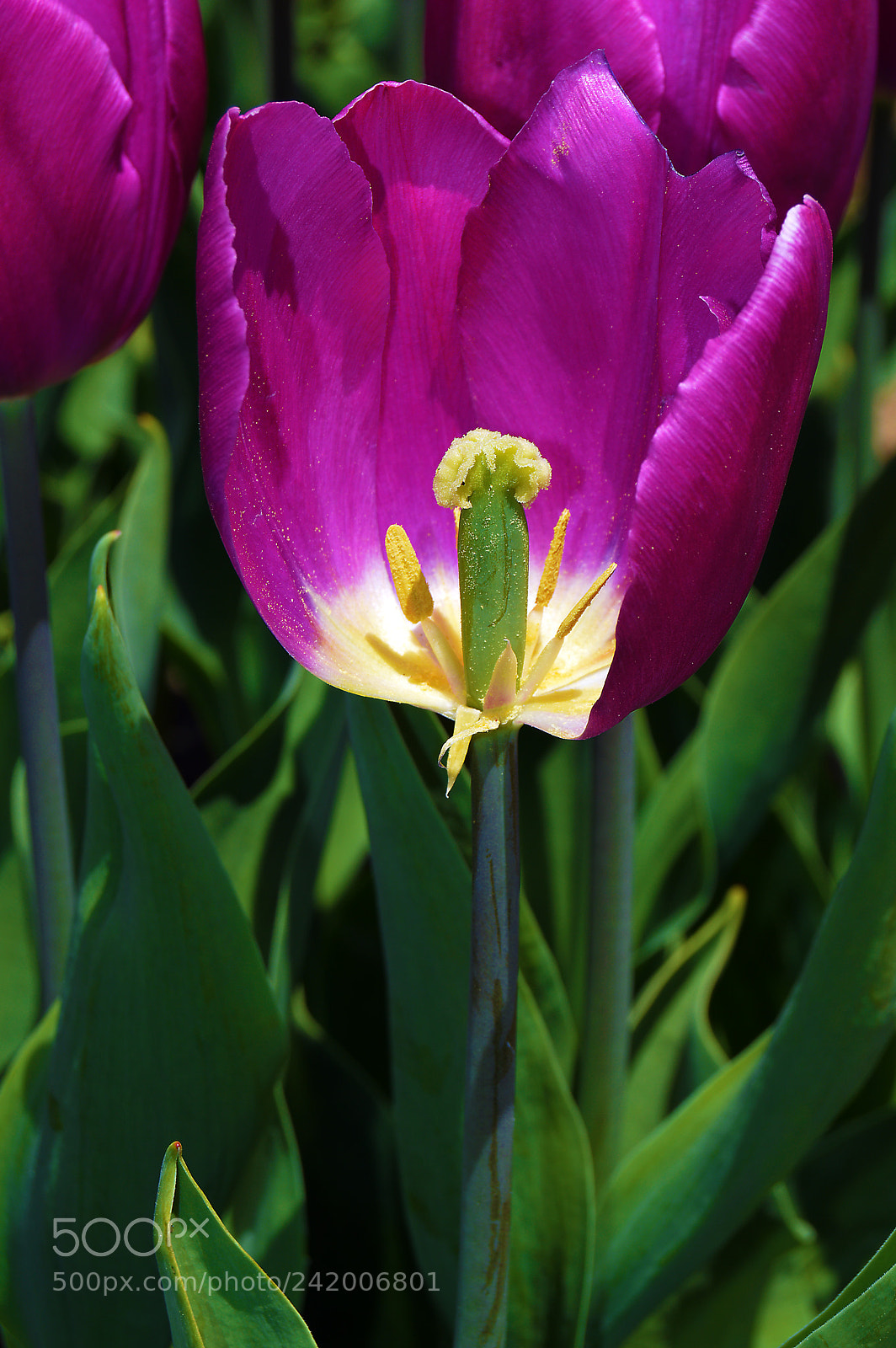 Nikon D3200 sample photo. Purple tulip stem photography