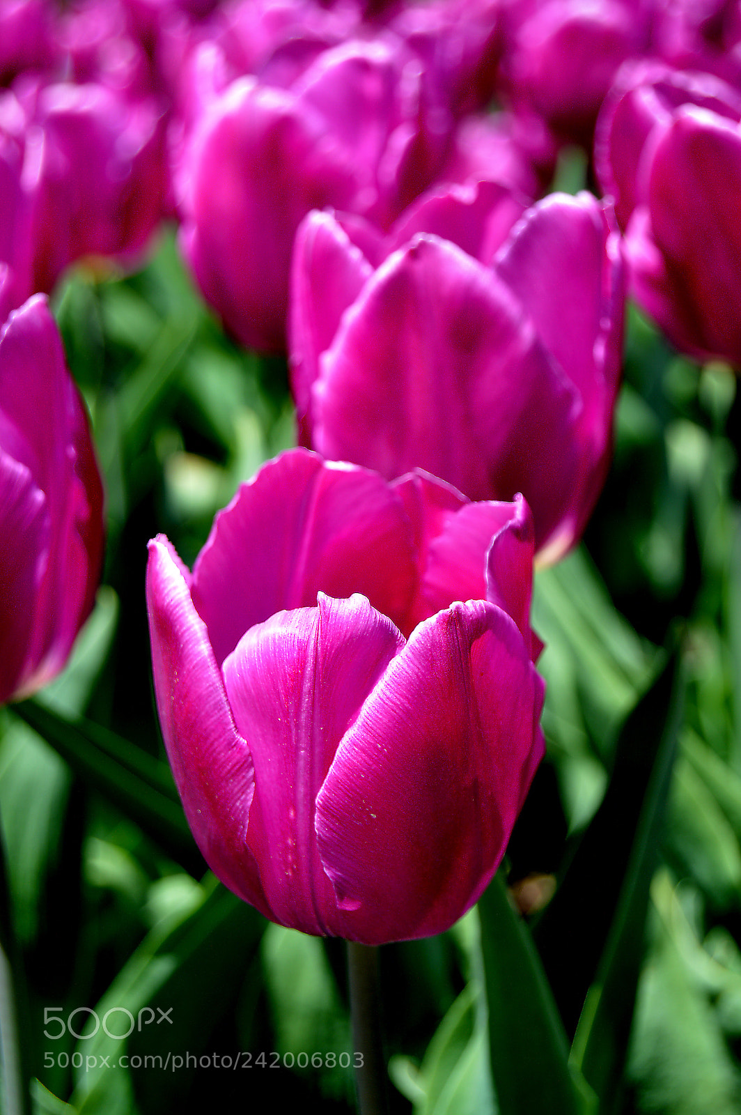 Nikon D3200 sample photo. Pink tulips photography