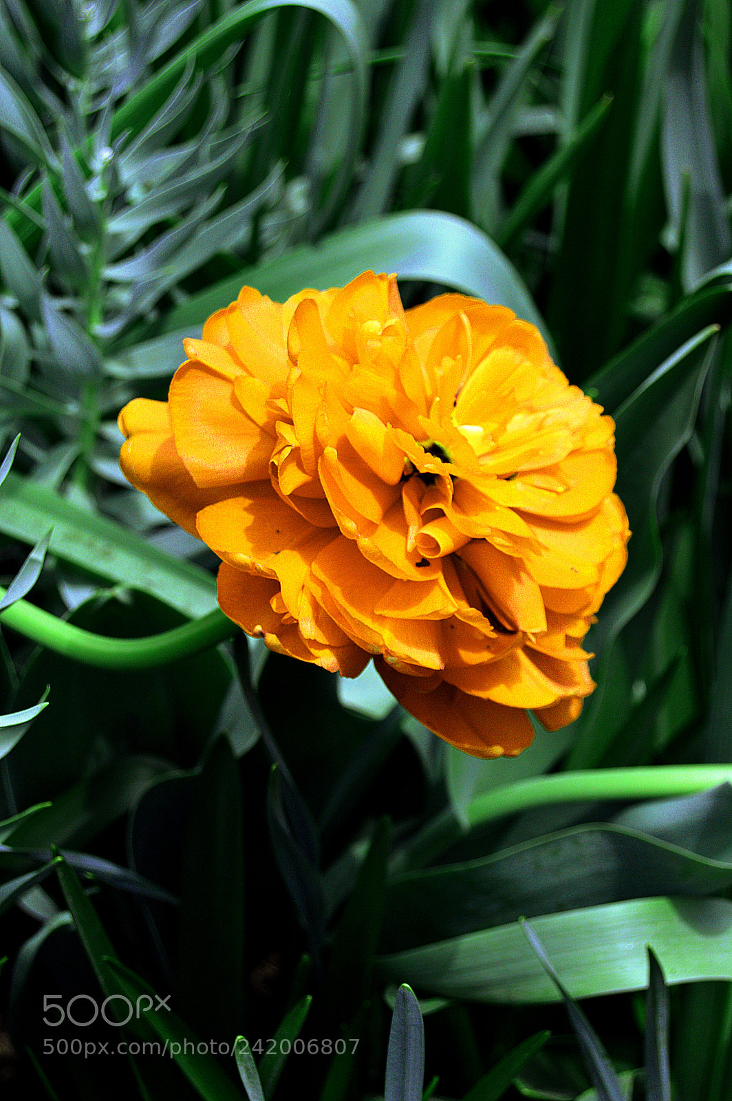 Nikon D3200 sample photo. Orange hydrangea photography