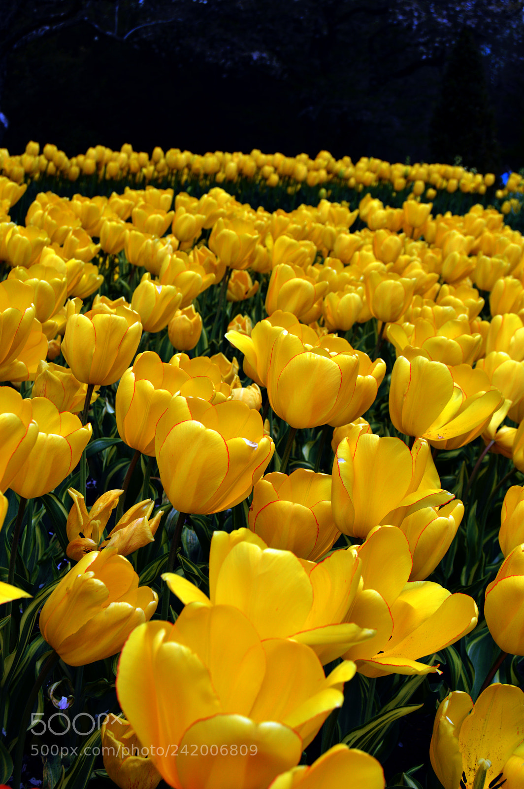 Nikon D3200 sample photo. Yellow tulips photography