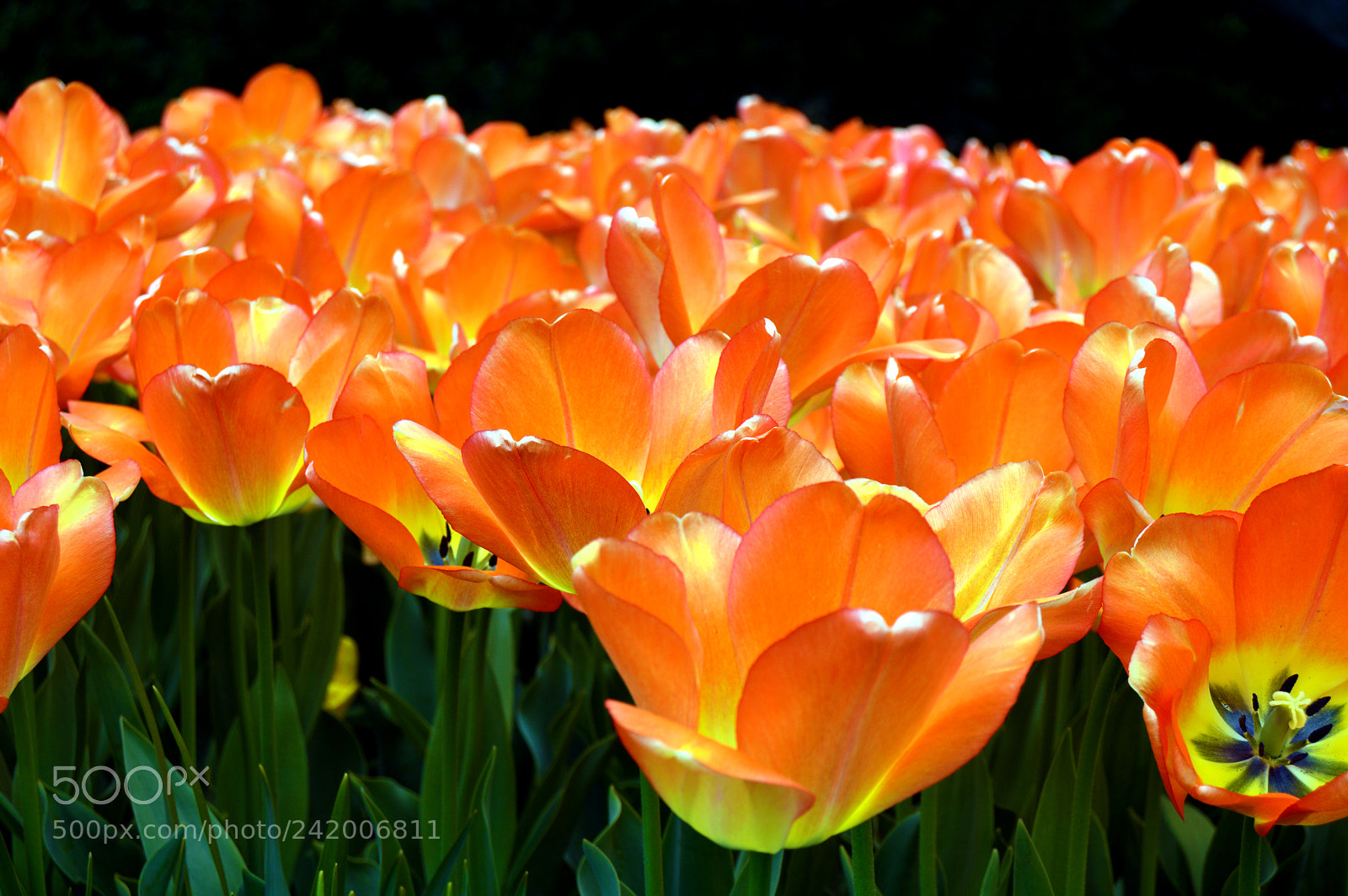 Nikon D3200 sample photo. Orange tulips photography