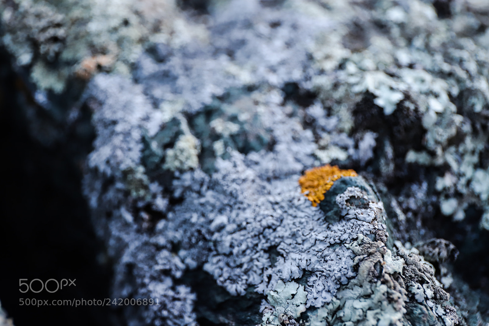 Canon EOS 6D Mark II sample photo. Moss photography