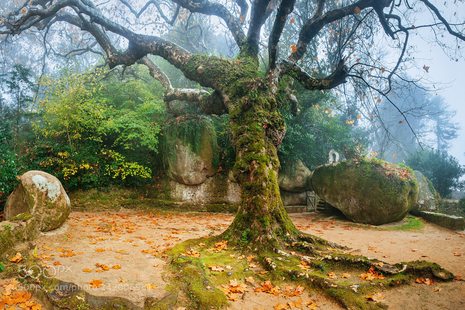 Canon EOS 5DS R sample photo. Tree of the capuchos photography