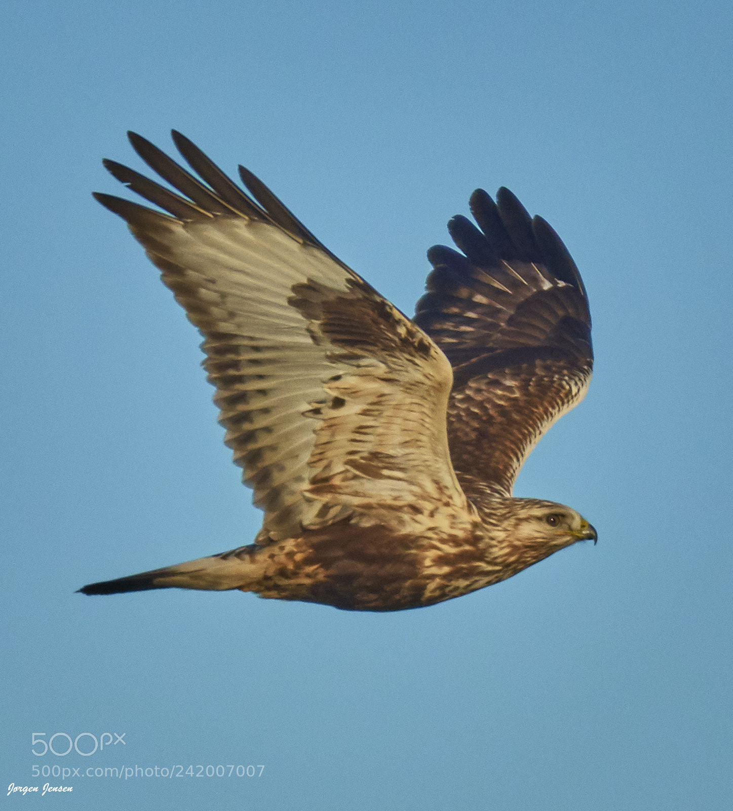 Nikon D500 sample photo. Buzzard (buteo lagopus). photography