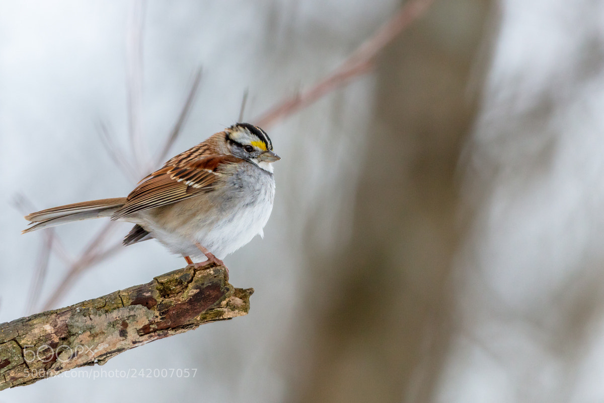 Canon EOS 5DS R sample photo. White-throated sparrow photography