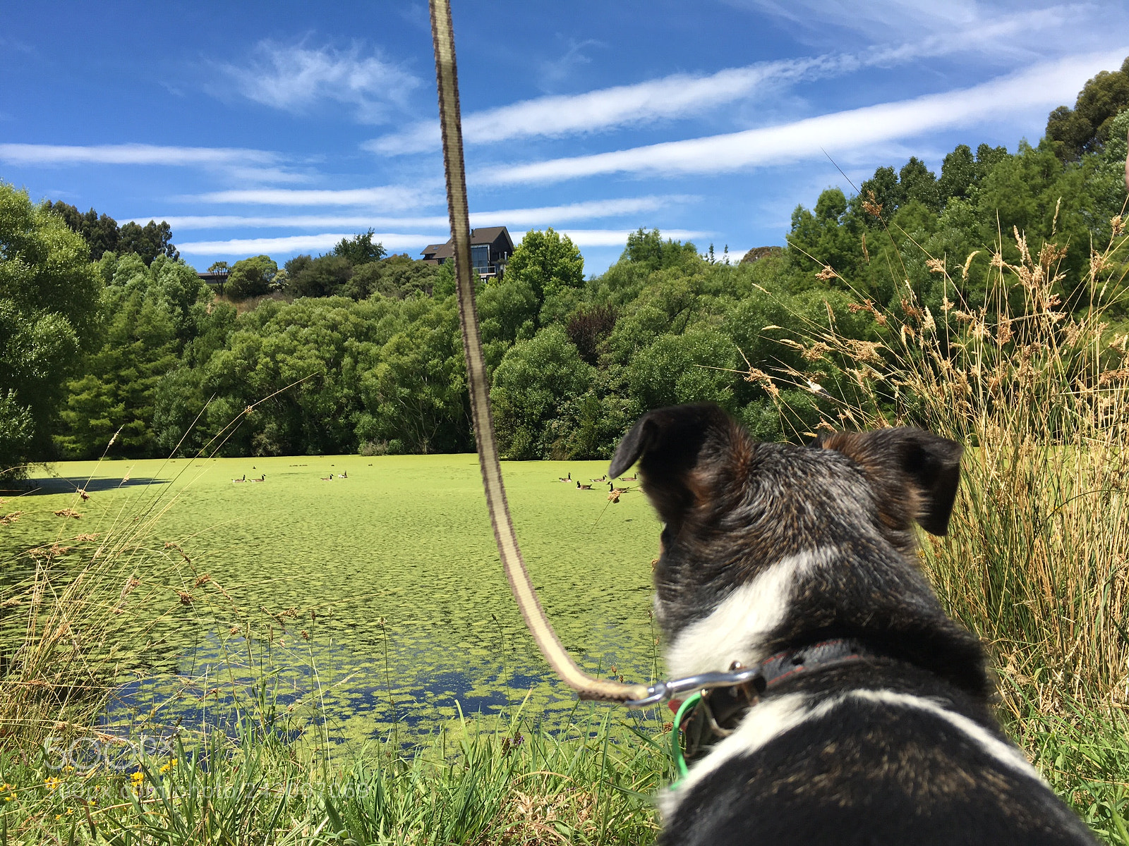 Apple iPhone 6s sample photo. Dog walking photography