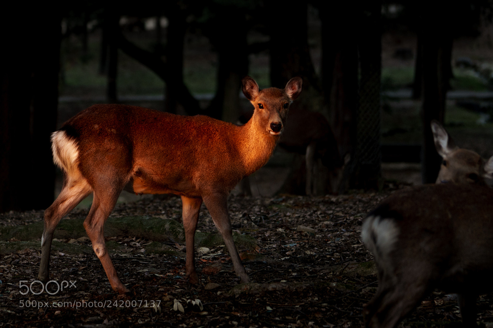 Sony a7 II sample photo. In the sunset beam photography