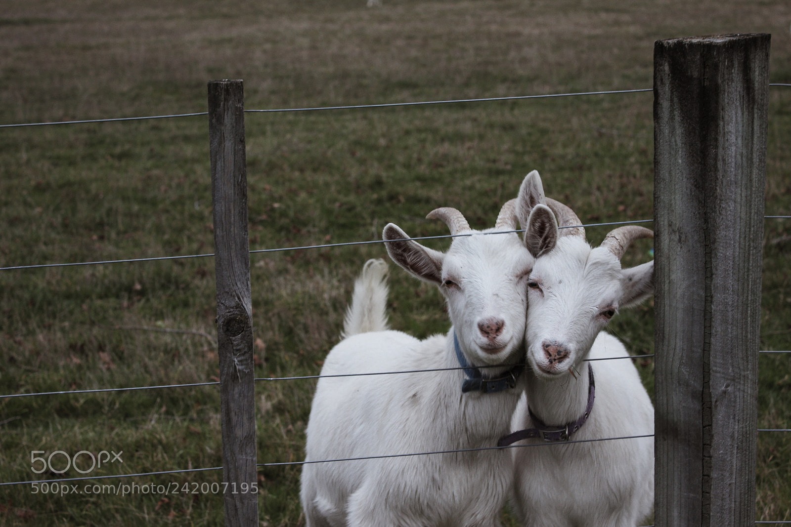 Canon EOS 1200D (EOS Rebel T5 / EOS Kiss X70 / EOS Hi) sample photo. Goat love photography