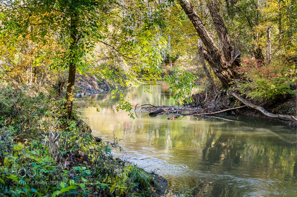 Sony Alpha NEX-6 sample photo. Ellison park photography