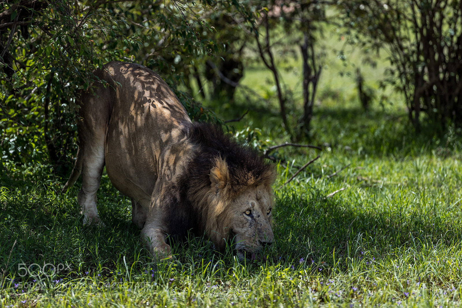 Canon EOS-1D X Mark II sample photo. Lion king photography