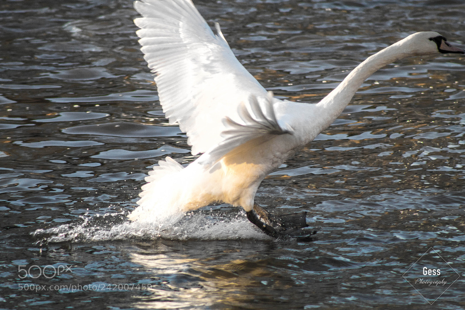 Canon EOS 1300D (EOS Rebel T6 / EOS Kiss X80) sample photo. A swan landing on photography
