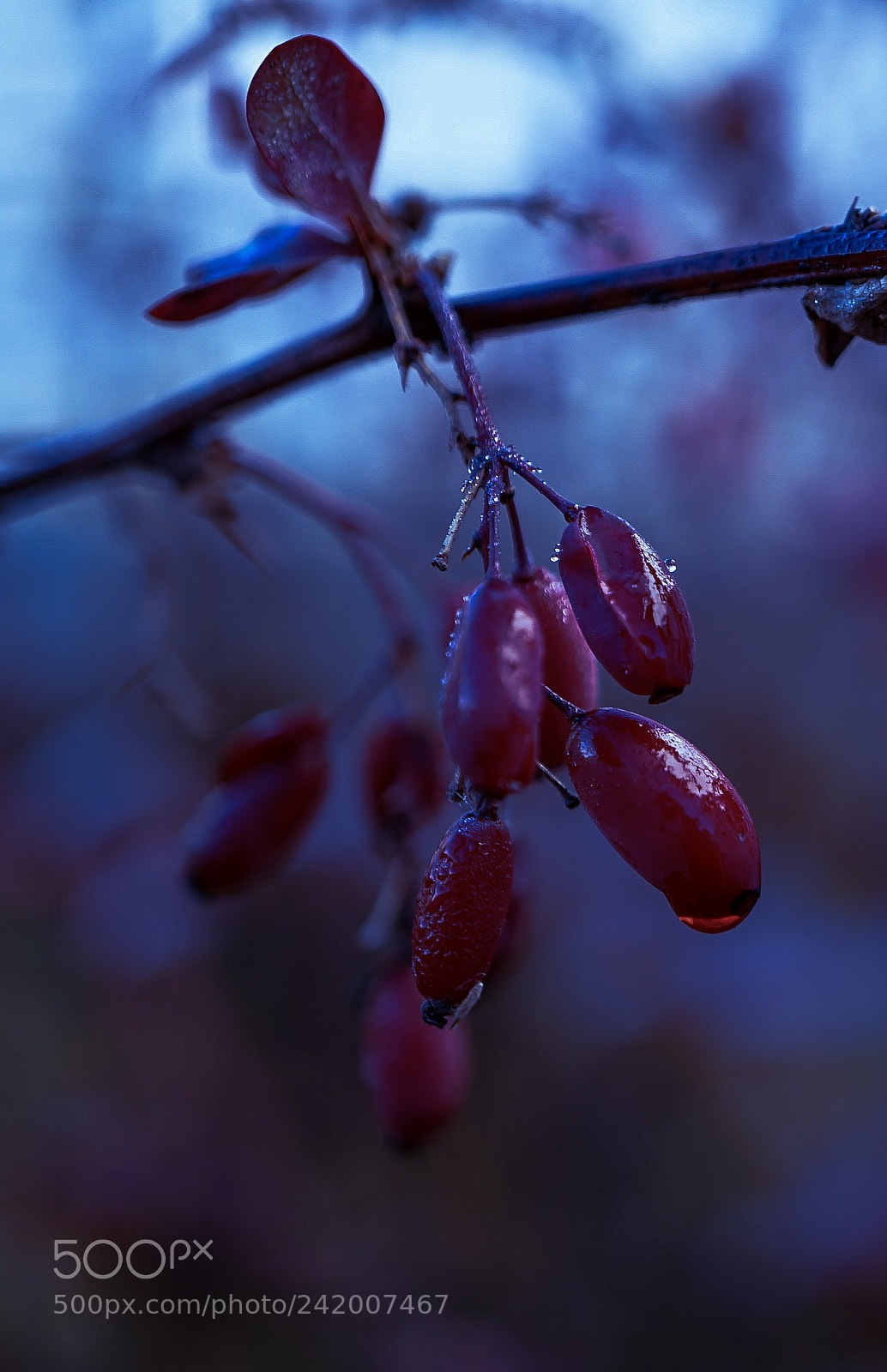 Sony a7 II sample photo. "libiamo" photography