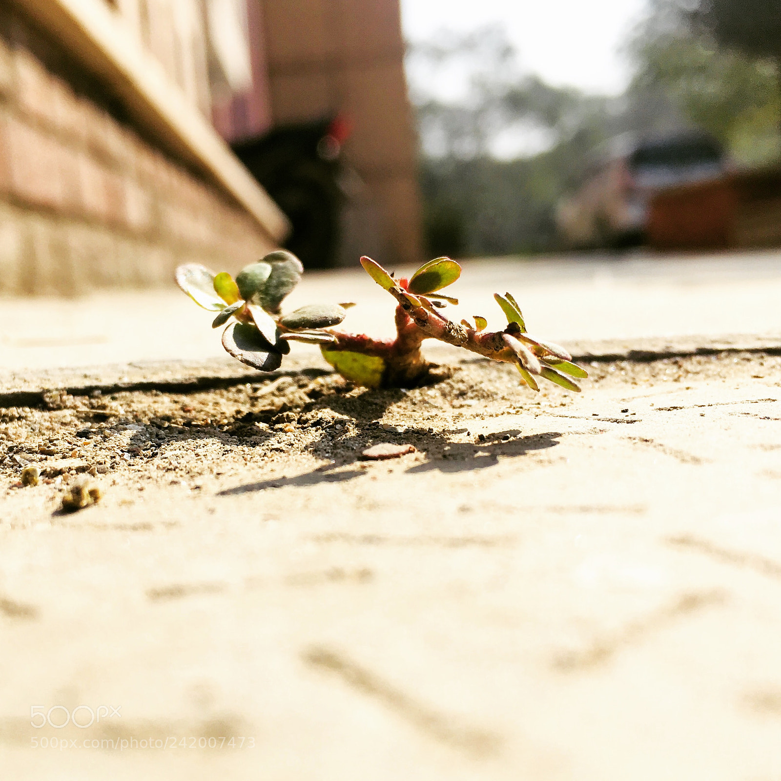 Apple iPhone 6s sample photo. Untitled photography