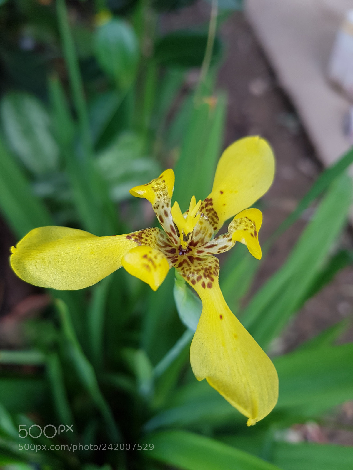 Samsung Galaxy S8 sample photo. Untitled photography