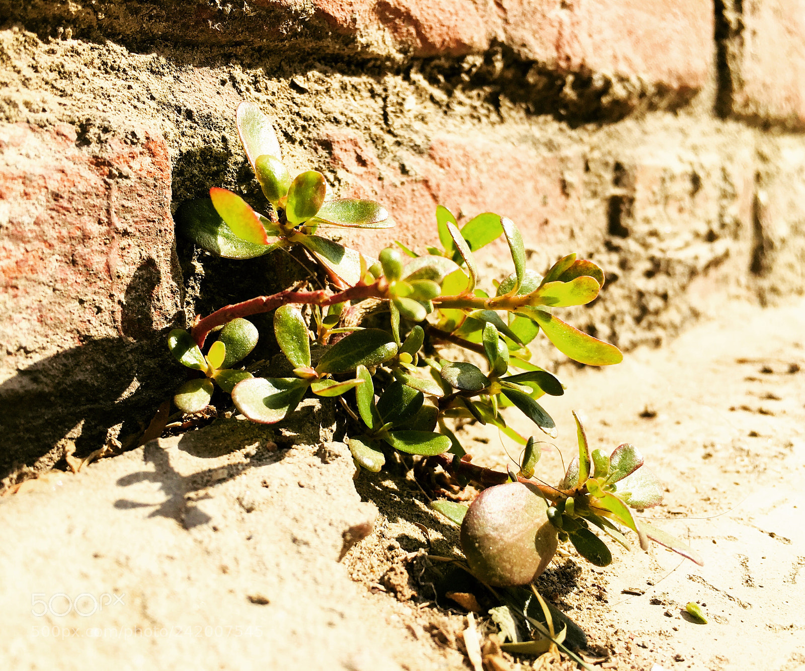 Apple iPhone 6s sample photo. Untitled photography